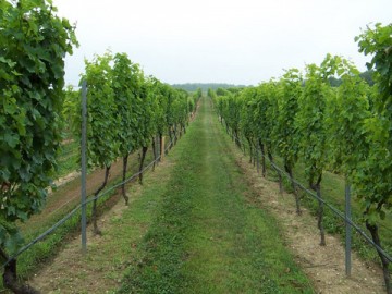 Sungurlare, vines, wine