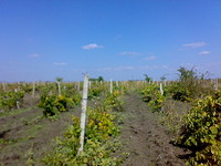 Development land in Pomorie