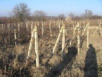 Development land in Elhovo