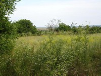 Peace Of Land Near The Sea